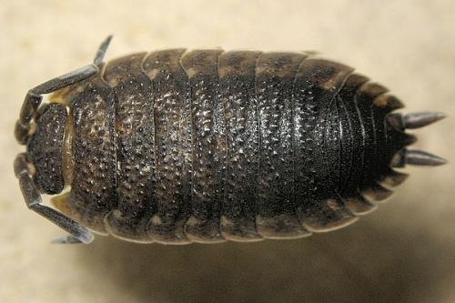 Réf. 16 129 : Porcellio scaber