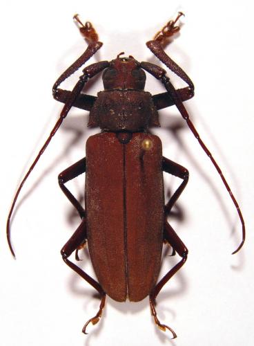 Réf. 16 413 : Strongylaspis corticarius
