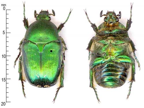 Netocia subpilosa