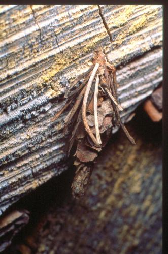 Réf. 16 528 : Canephora hirsuta
