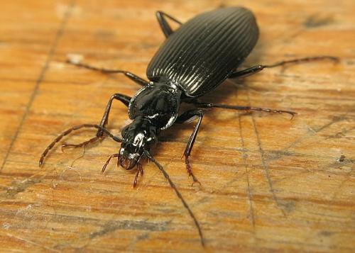 Réf. 16 030 : Platynus assimilis