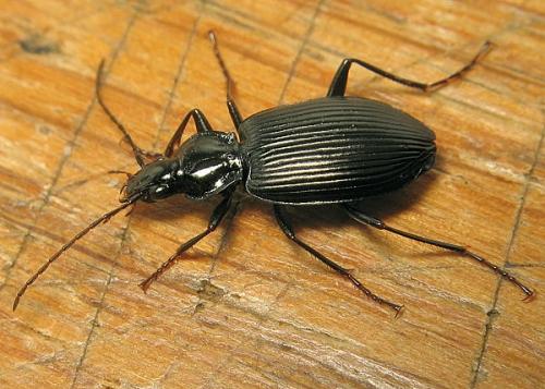 Réf. 16 031 : Platynus assimilis