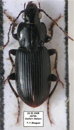 Pterostichus gracilis