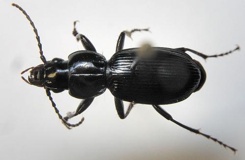 Réf. 16 636 : Pterostichus madidus