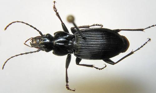 Pterostichus cristatus