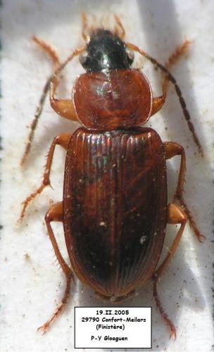 Réf. 16 639 : Stenolophus skrimshiranus