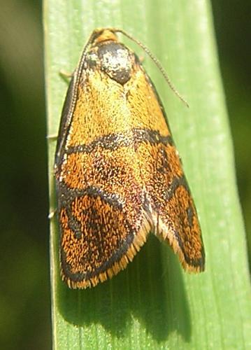Réf. 16 536 : Ptycholoma lecheana