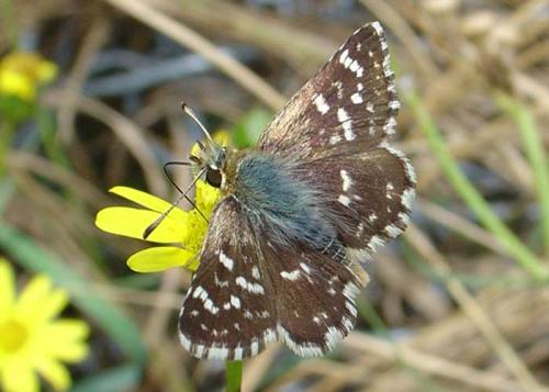 Réf. 16 382 : Spialia sertorius