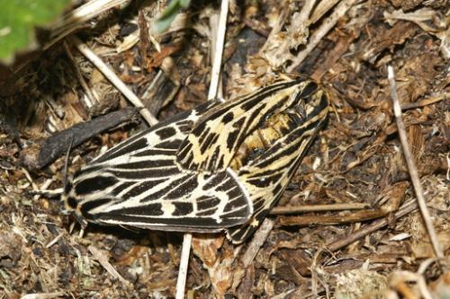 Réf. 16 215 : Grammia quenseli