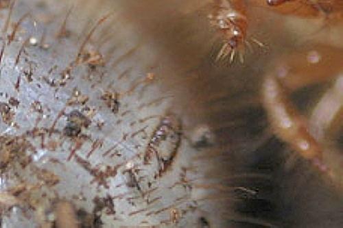 Cetonia aurata aurata