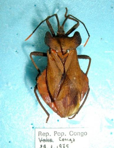 Daladerini