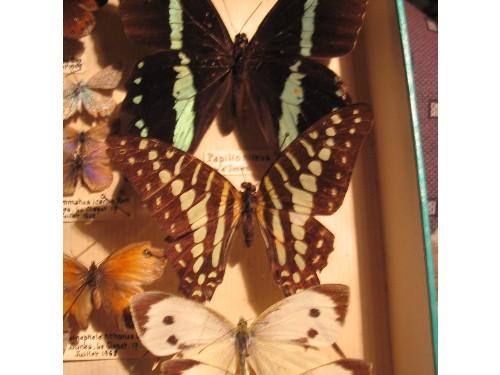 Réf. 16 143 : Graphium policenes