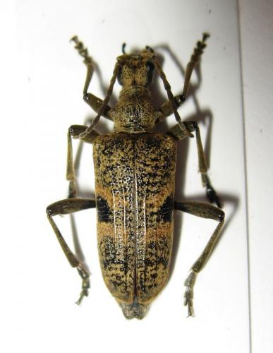 Rhagium mordax