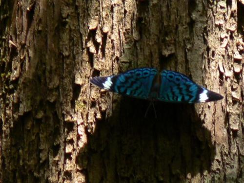 Panacea bleuzeni