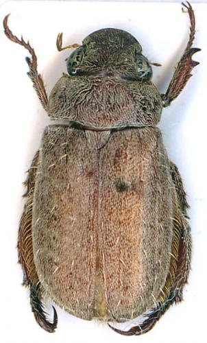 Adoretus sp.