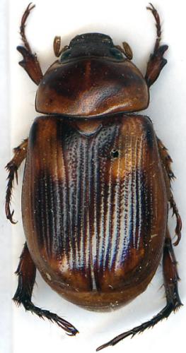 Anomala brevidens