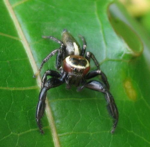 Thyene sp.