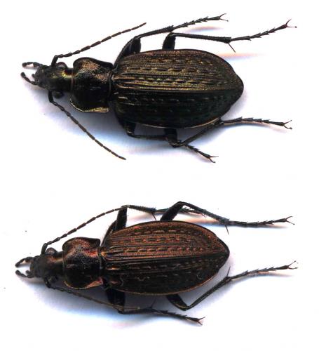 Carabus granulatus