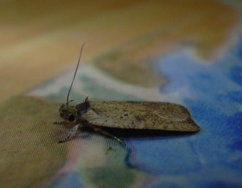 Agonopterix arenella