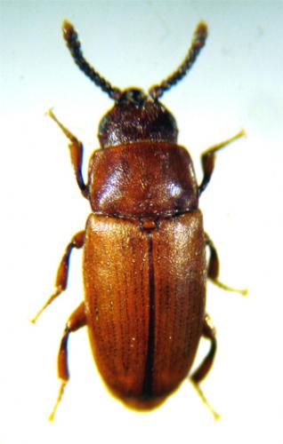 Réf. 16 903 : Antherophagus sp.