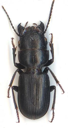 Dixus opacus