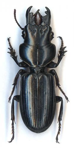 Scaritinae