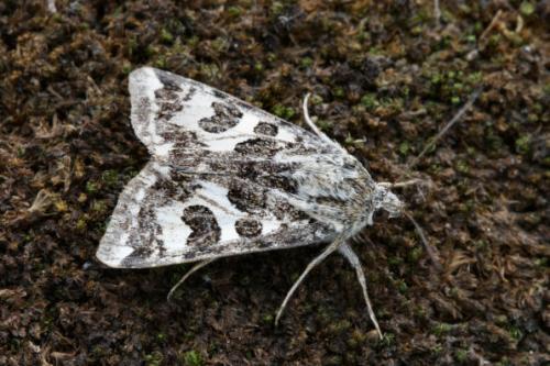 Réf. 16 586 : Protoschinia scutosa