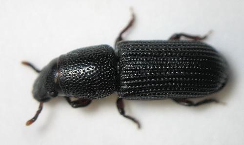 Réf. 16 579 : Rhyncolus elongatus