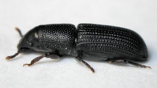 Réf. 16 578 : Rhyncolus elongatus