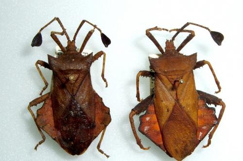 Hormambogaster expansus