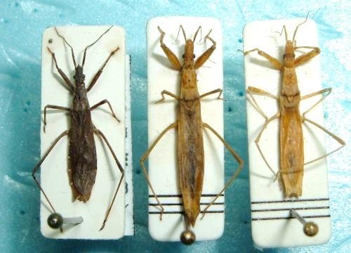 Stenopodainae