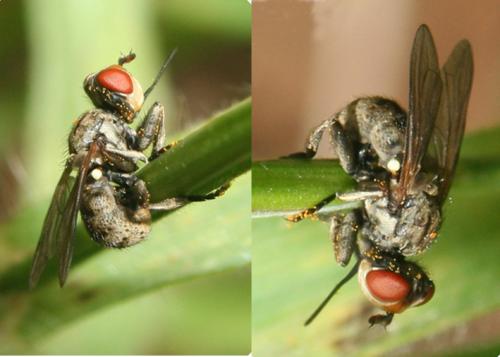 Zodion cinereum