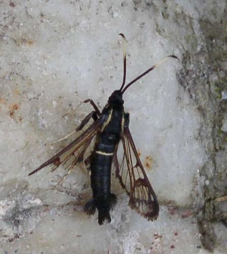 Réf. 16 949 : Synanthedon spheciformis