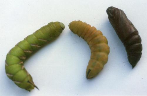 Sphinx ligustri
