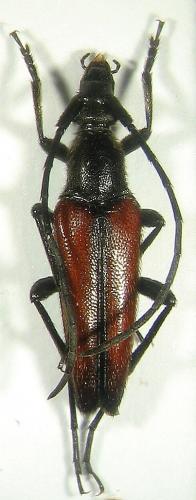 Réf. 16 022 : Stenurella bifasciata
