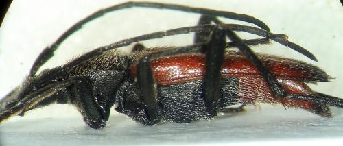 Réf. 16 024 : Stenurella bifasciata