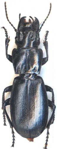 Percus grandicollis
