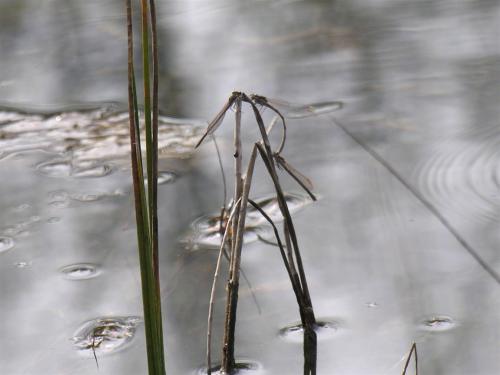 Sympecma fusca