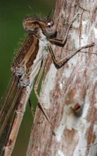 Sympecma fusca