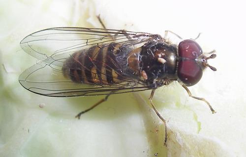 Réf. 16 531 : Episyrphus balteatus