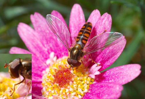 Episyrphus balteatus