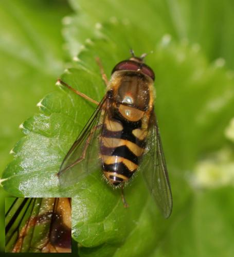 Syrphus sp.