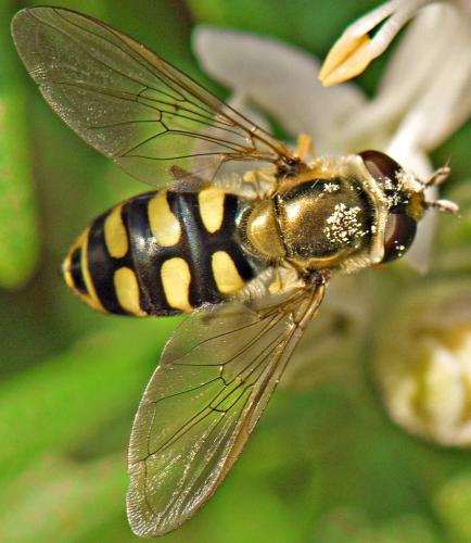 Eupeodes corollae