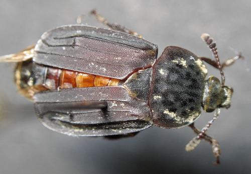 Réf. 16 619 : Thanatophilus sinuatus