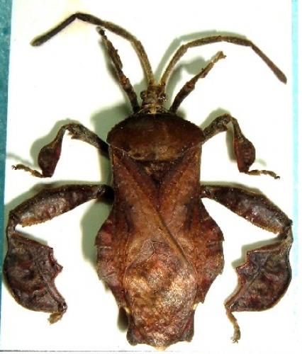 Oxypristis sp.