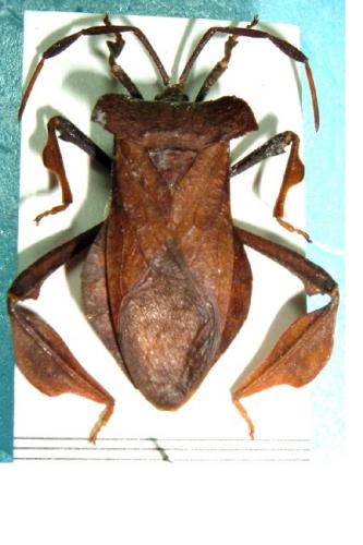 Daladerini