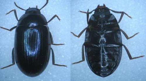 Réf. 16 468 : Platydema violacea