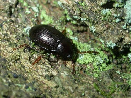 Nalassus sp.