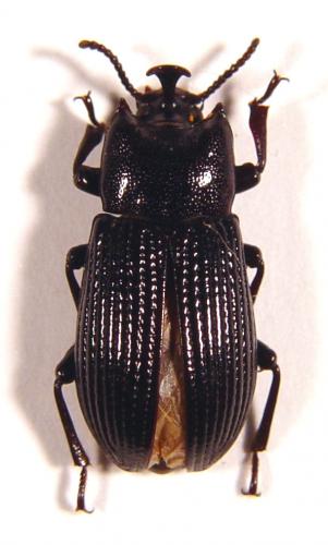 Antimachus sp.