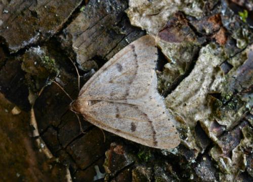 Theria rupicapraria